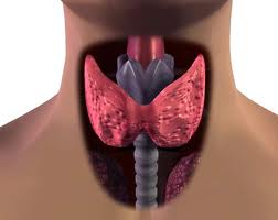 Заговор для лечения узлов щитовидной железы