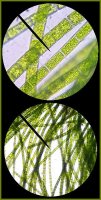 Нитчатые водоросли (кладофора, улотрикс, спирогира), речная тина.
